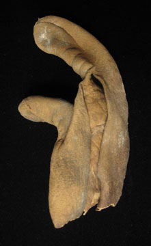 Asian Tribal Art - Arrow chest, Japan, archery glove back