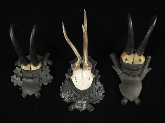 Curiosities - Three mounted antlers, Black Forest, Germany
