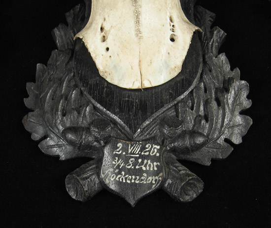 Curiosities - Three mounted antlers, Black Forest, Germany, detail