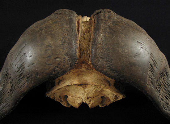 Curiosities - Cape buffalo skull,Africa, back