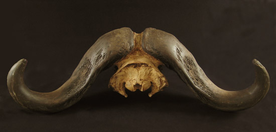 Curiosities - Cape buffalo skull, Africa, top