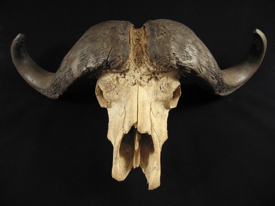 Curiosities - Cape buffalo skull, Africa, front