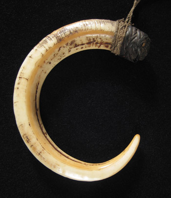 Oceanic Art -  Pig's tusk, Huon Gulf, Papua New Guinea, back