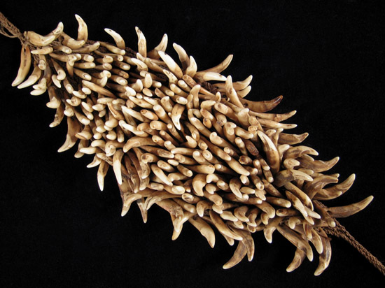 Oceanic Art - Dog's teeth headband, Coastal Sepik, Papua New Guinea