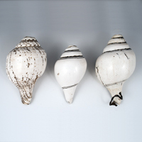 Shell Trumpets, Himalayas